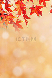 秋天节日背景图背景图片_立秋二十四节气背景素材