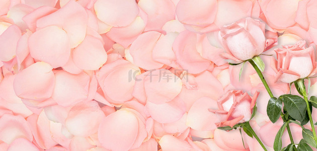 粉色唯美花瓣背景背景图片_七夕促销玫瑰花粉色浪漫 唯美