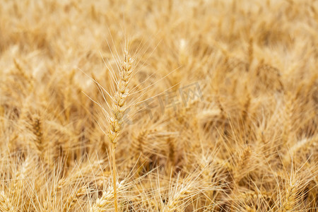 小麦夏天麦子麦地丰收摄影图配图