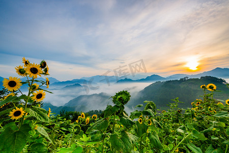 日出云海向日葵风景夏天日出向日葵户外高视角摄影图配图