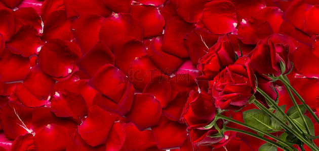 玫瑰花花瓣浪漫背景图片_七夕促销玫瑰花红色浪漫电商