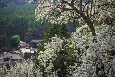 千山梨花节摄影照片_千山梨花节春天中会寺寺庙旅游摄影图配图