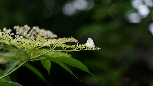 绿色野草摄影照片_野花上的白蝴蝶夏天小暑蝴蝶野外停在野花上摄影图配图