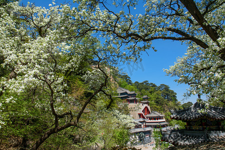 千山梨花节摄影照片_千山梨花节春天五龙宫道观梨花开摄影图配图