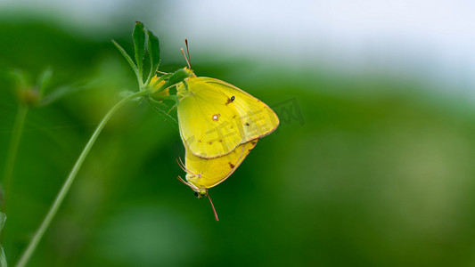 草尖上的黄蝴蝶小暑两只蝴蝶野外繁殖摄影图配图