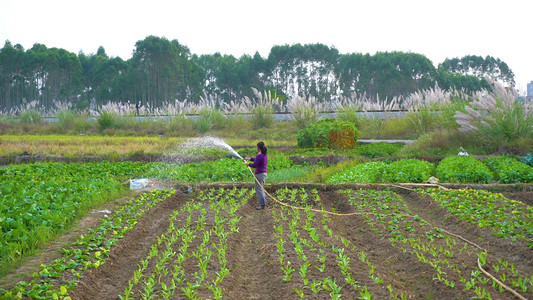 灌溉摄影照片_正在浇水灌溉农田的农民
