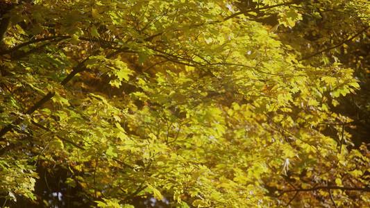 秋天唯美摄影照片_秋季风吹黄色树叶