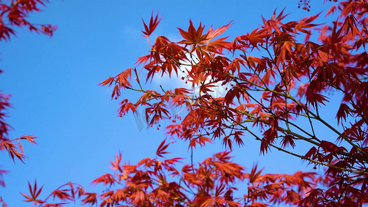 秋天里的枫叶摄影照片_秋天里的红枫叶自然风景