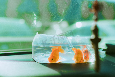 文艺图片白天三条金鱼放水的袋子里游动摄影图配图