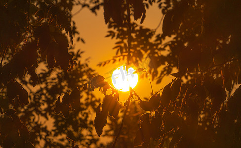 夏天日落风光夕阳太阳户外树叶剪影摄影图配图
