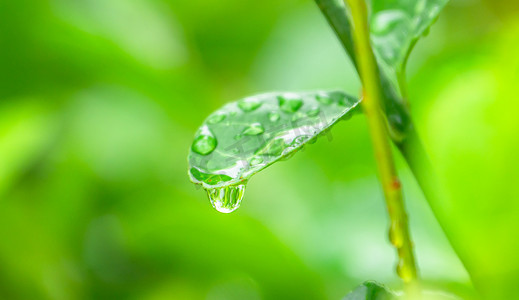 肌底液水滴摄影照片_夏天雨滴露珠清晨植物叶子户外雨后拍摄摄影图配图