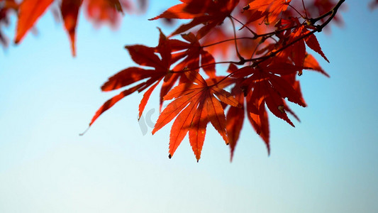 秋季枫叶树叶摄影照片_秋天晴天红色枫叶特写