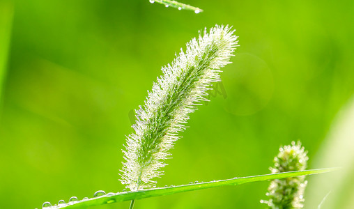 夏天雨季风光清晨狗尾草户外植物生长摄影图配图