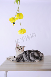 动物桌面猫摄影照片_宠物白天猫桌子上抬头看花摄影图配图