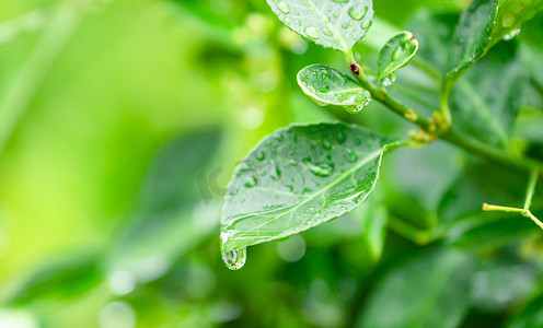 夏天雨滴露珠白昼植物叶子雨滴户外水滴滑落摄影图配图
