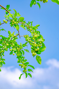 食品雕刻花摄影照片_夏天果树风光白昼野果树户外果实旺盛生长摄影图配图