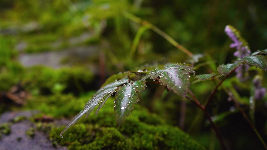 雨天绿叶露珠