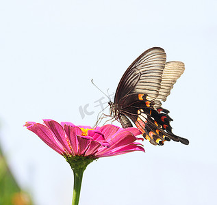 花果园摄影照片_百果园晌午蝴蝶花朵花摄影图配图
