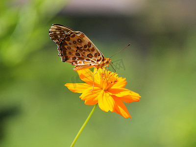 百果园早晨黄色蝴蝶蝴蝶昆虫摄影图配图