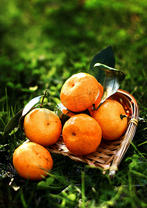 静物水果橘子砂甜桔新鲜橘子摄影图配图