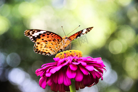百果园日出彩色蝴蝶蝴蝶花朵摄影图配图