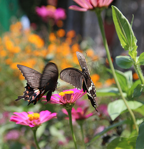 百果园晨间彩色蝴蝶野外动物世界摄影图配图