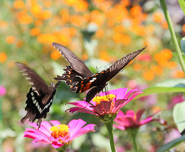 长沙百果园早晨两只蝴蝶花丛昆虫摄影图配图