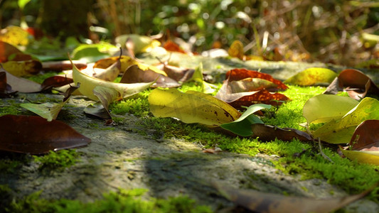 重磅掉落摄影照片_掉落在地面上的枯黄树叶