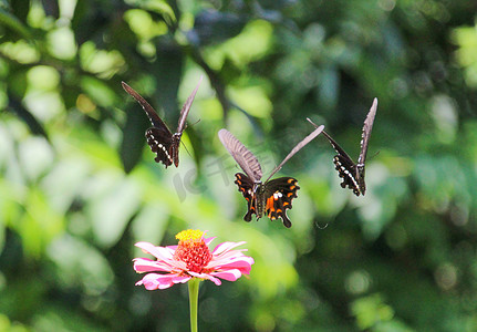 长沙百果园早晨三只蝴蝶昆虫蝴蝶摄影图配图