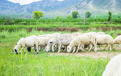 家畜白天一群羊野外吃草摄影图配图