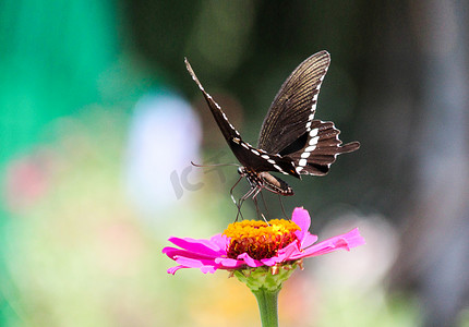 长沙百果园日出蝴蝶昆虫动物摄影图配图