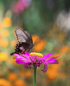 湖南百果园早晨彩色蝴蝶昆虫自然摄影图配图