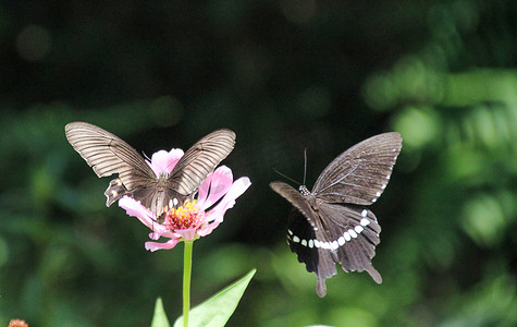绿色春天图摄影照片_长沙早晨两只蝴蝶蝴蝶昆虫摄影图配图