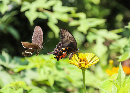 长沙百果园晌午双蝴蝶蝴蝶昆虫摄影图配图