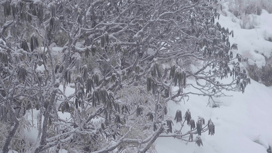 冬天大雪风雪中摇曳的树叶枝芽