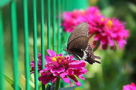 长沙百果园早晨蝴蝶紫色花朵昆虫摄影图配图