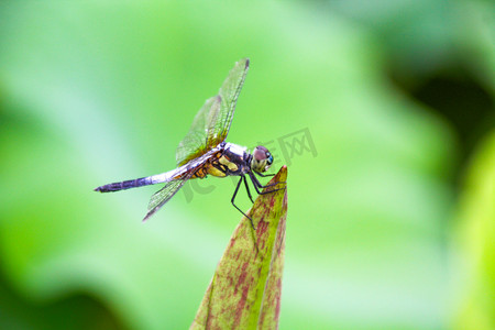 夏天昆虫摄影照片_长沙望城荷塘早晨蜻蜓荷叶自然摄影图配图