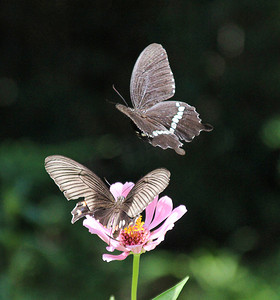 湖南背景摄影照片_湖南长沙早晨两只蝴蝶蝴蝶昆虫摄影图配图