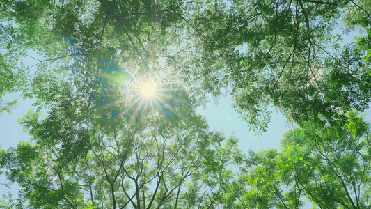 水墨风景树叶摄影照片_夏季正午阳光穿过树木树叶仰拍烈日