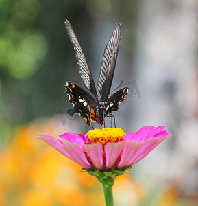 湖南百果园晌午蝴蝶昆虫野生动物摄影图配图