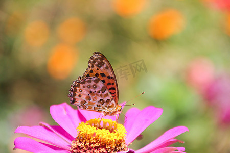 百果园早晨彩色蝴蝶花朵花丛摄影图配图