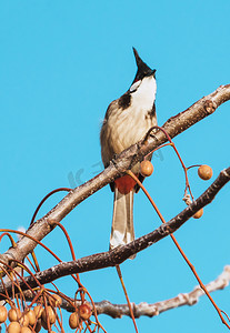 小鸟动物摄影照片_小鸟动物鸟类树上的鸟摄影图配图