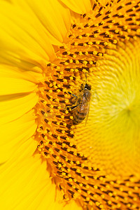 动物白天蜜蜂向日葵户外采蜜摄影图配图