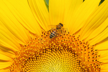 卡通日系动物摄影照片_昆虫白天蜜蜂向日葵花盘采蜜摄影图配图