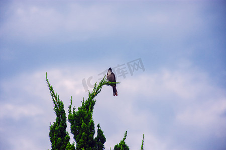 白天户外一只小鸟在树枝上游玩摄影图配图