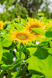 花摄影照片_夏天文艺白天向日葵花户外无摄影图配图