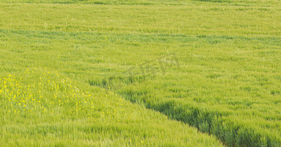 小满弥散风摄影照片_田野中午小麦田野风吹摄影图配图