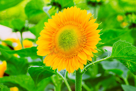 太阳花花摄影图片-太阳花花摄影作品-千库网