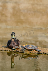 动物乌龟鸭子湿地自然摄影图配图
