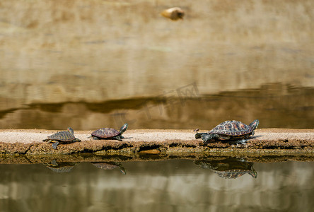 自然生态动物乌龟湿地摄影图配图